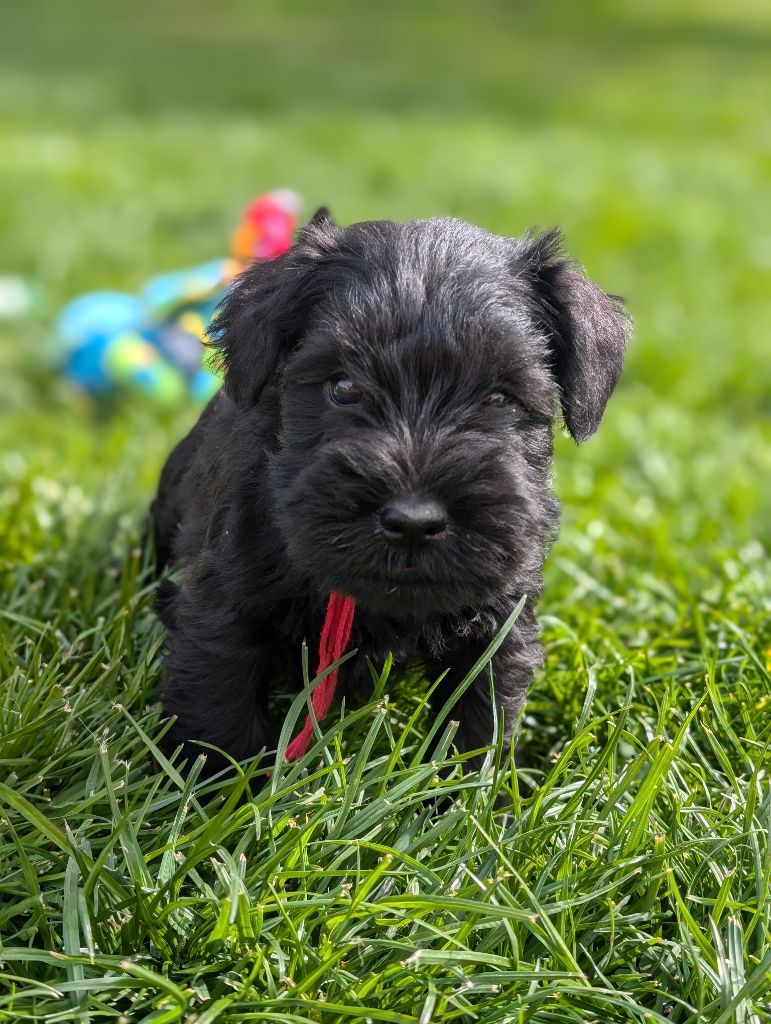 des Pitchoucas de Lacapelette - Chiots disponibles - Schnauzer miniature