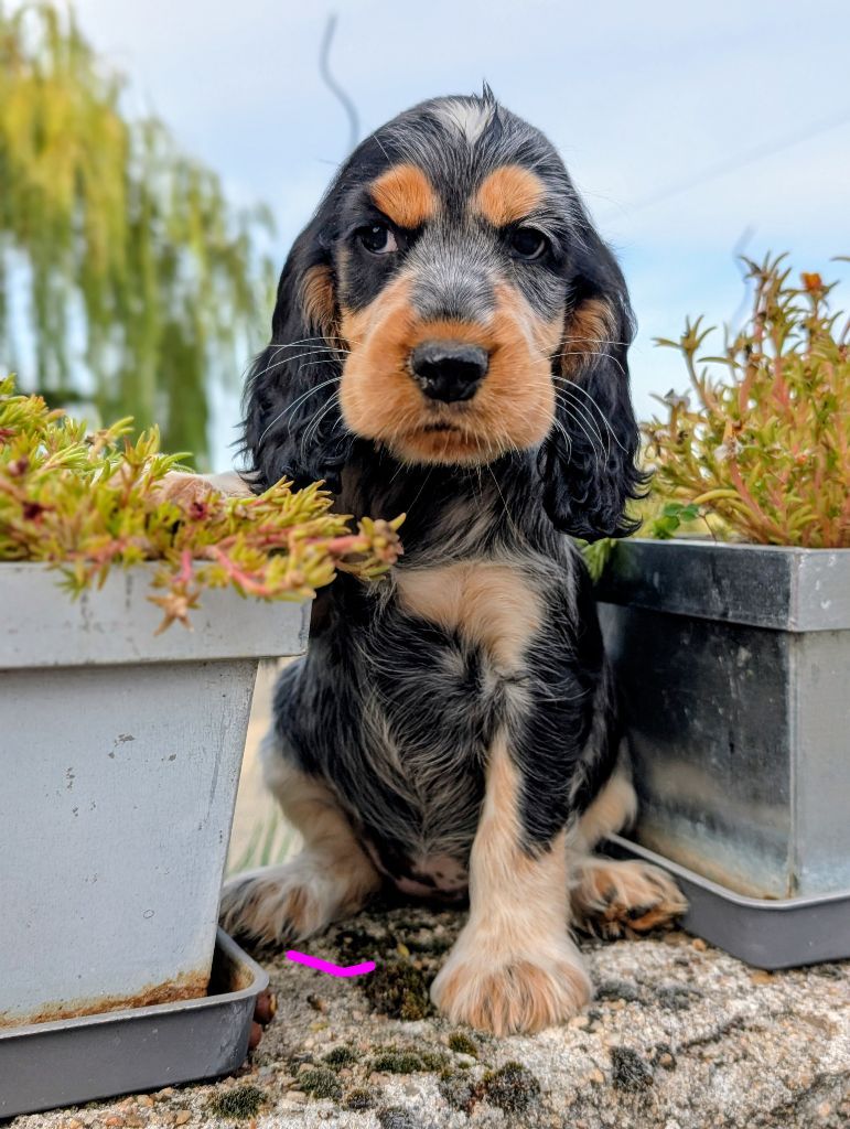 des Pitchoucas de Lacapelette - Chiots disponibles - Cocker Spaniel Anglais