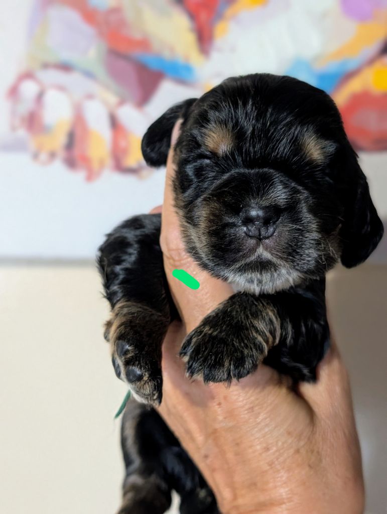 des Pitchoucas de Lacapelette - Chiots disponibles - Cocker Spaniel Anglais