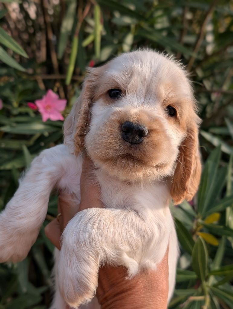 des Pitchoucas de Lacapelette - Chiots disponibles - Cocker Spaniel Anglais