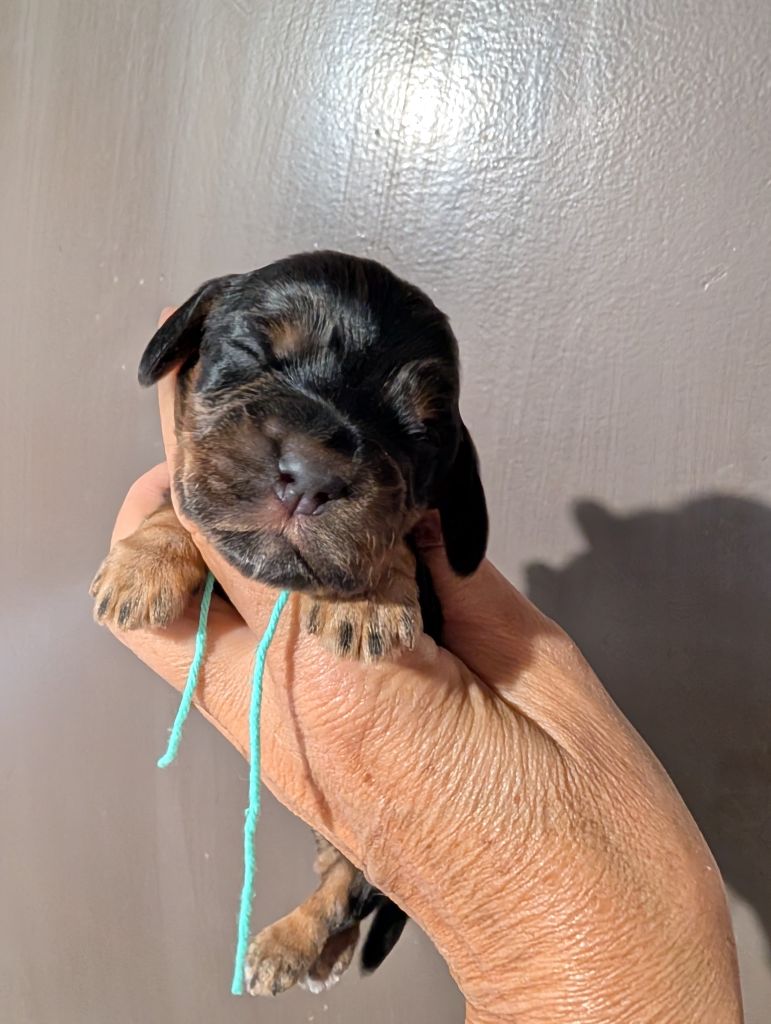 des Pitchoucas de Lacapelette - Chiots disponibles - Cocker Spaniel Anglais