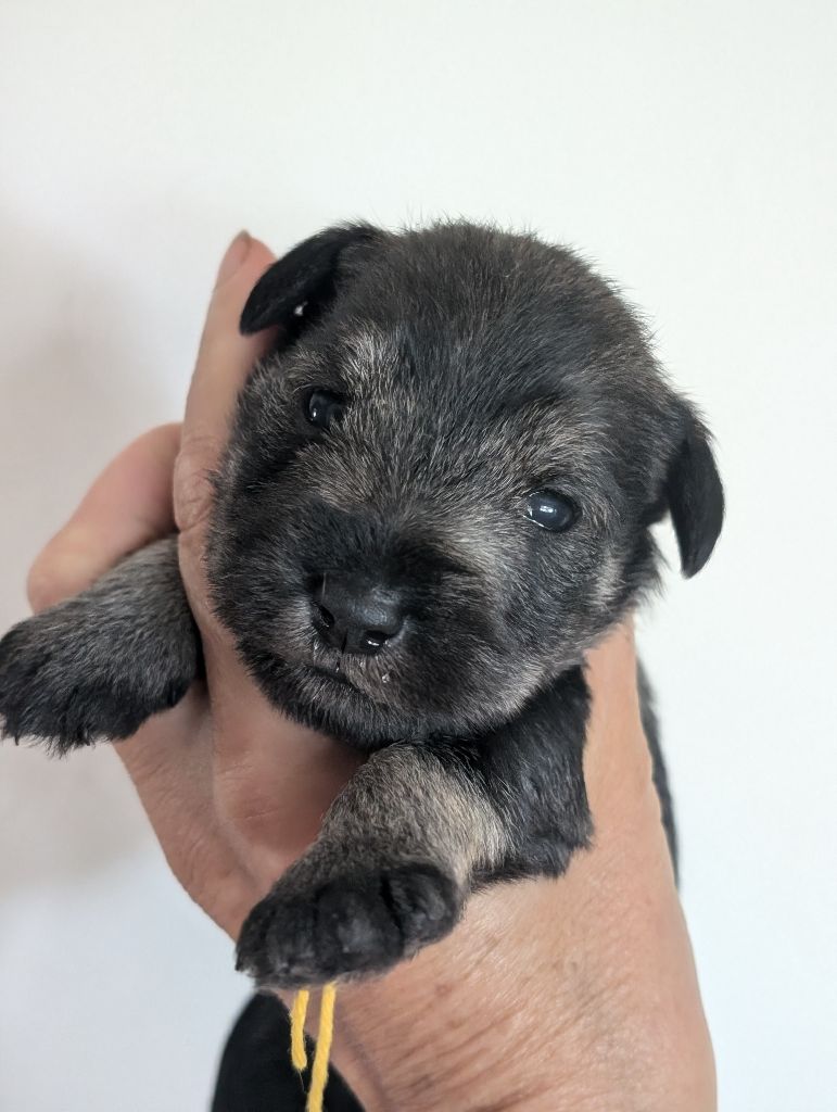 des Pitchoucas de Lacapelette - Chiots disponibles - Schnauzer miniature