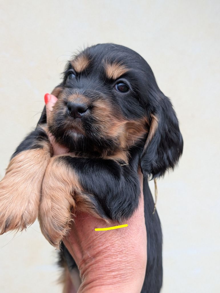 des Pitchoucas de Lacapelette - Cocker Spaniel Anglais - Portée née le 16/08/2025