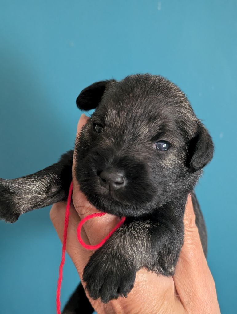 des Pitchoucas de Lacapelette - Chiots disponibles - Schnauzer miniature