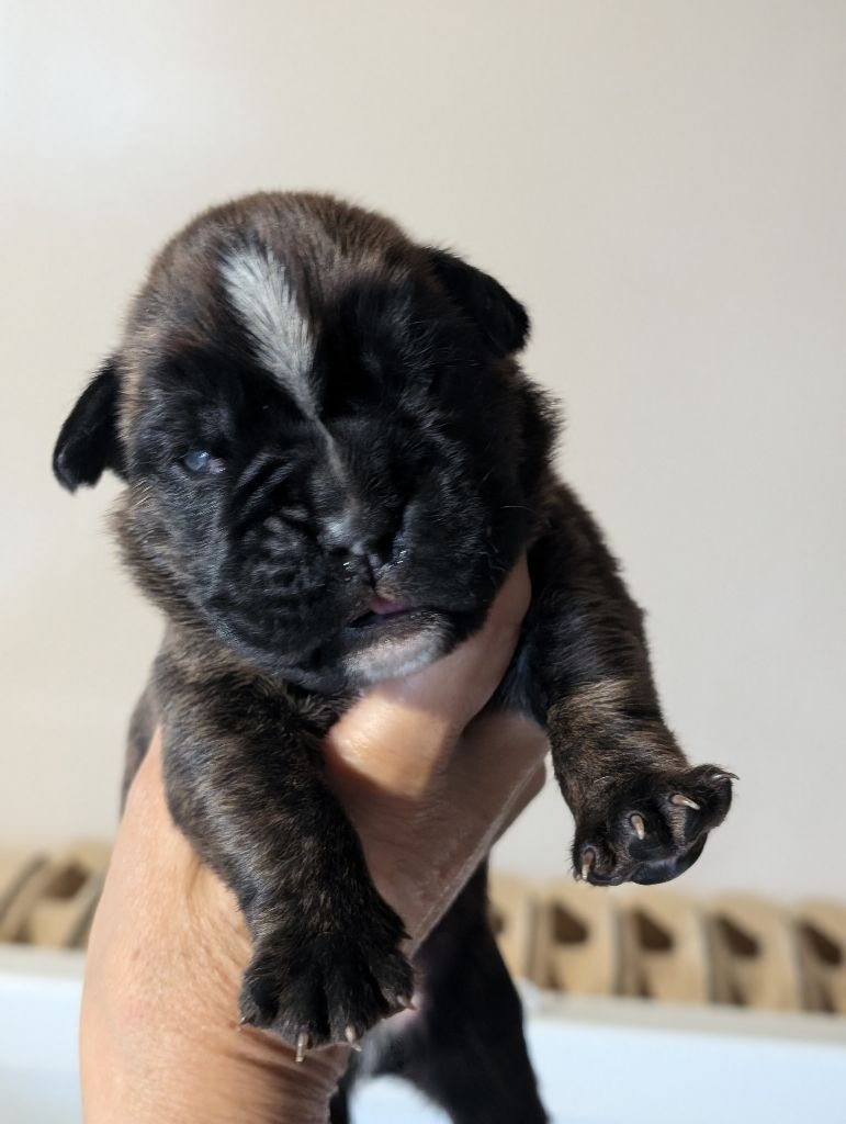 des Pitchoucas de Lacapelette - Chiots disponibles - Boxer