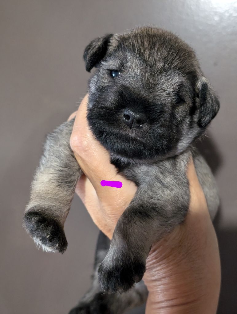 des Pitchoucas de Lacapelette - Chiots disponibles - Schnauzer miniature