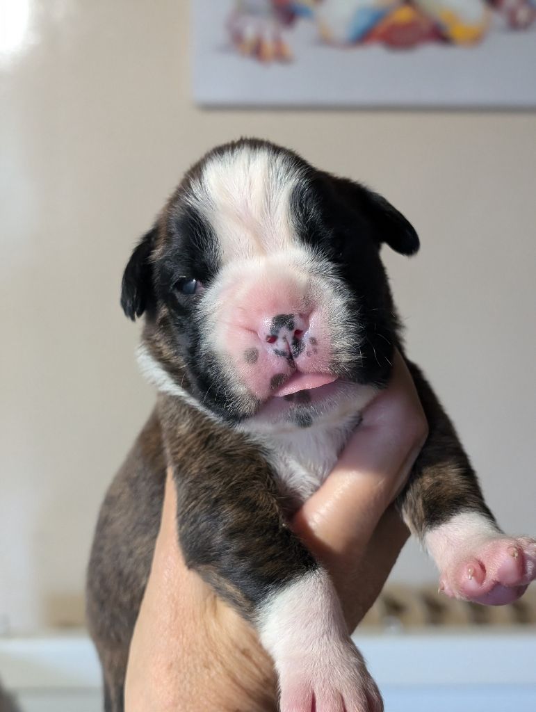 des Pitchoucas de Lacapelette - Chiots disponibles - Boxer