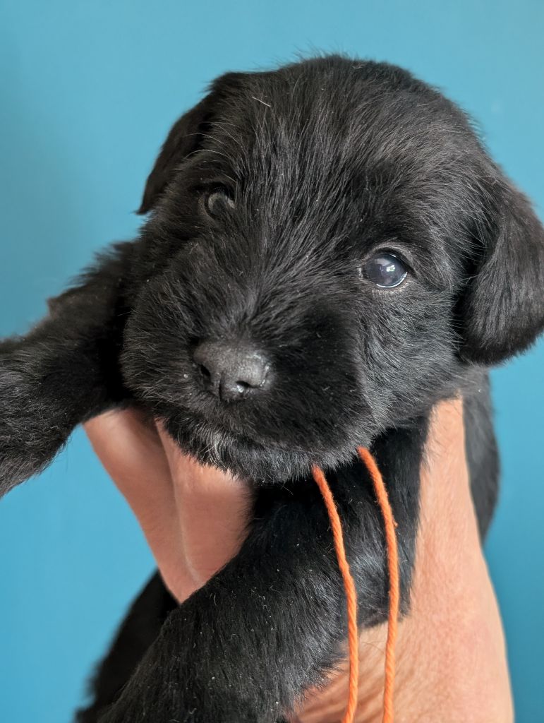 des Pitchoucas de Lacapelette - Chiots disponibles - Schnauzer miniature