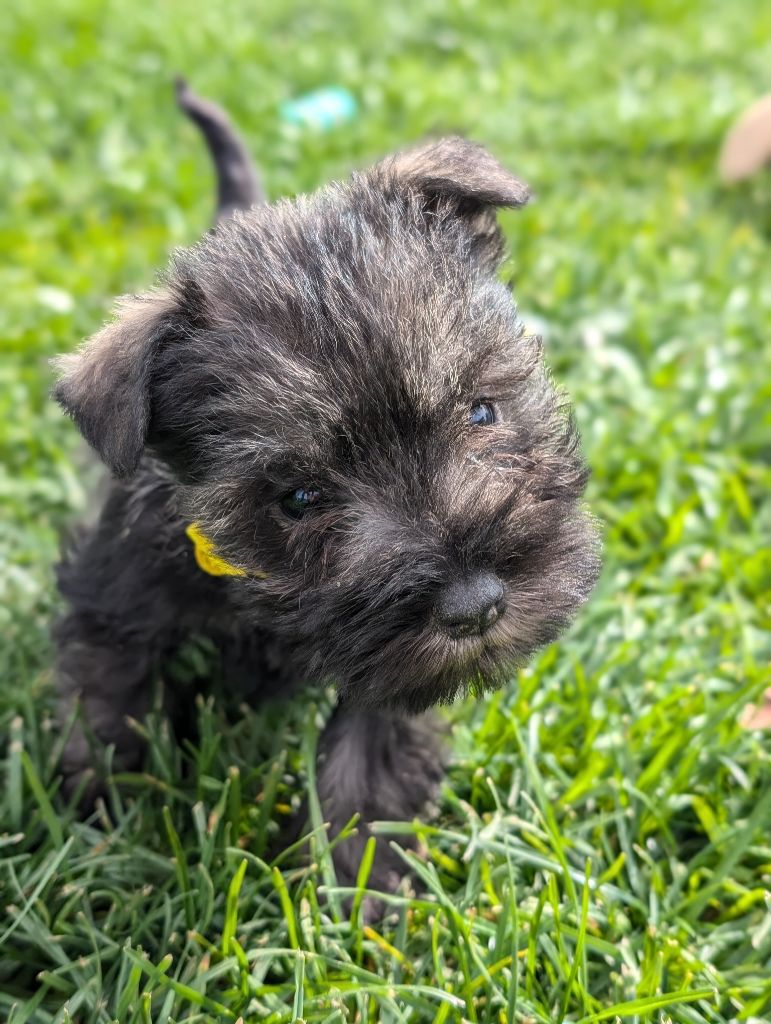 des Pitchoucas de Lacapelette - Chiots disponibles - Schnauzer miniature