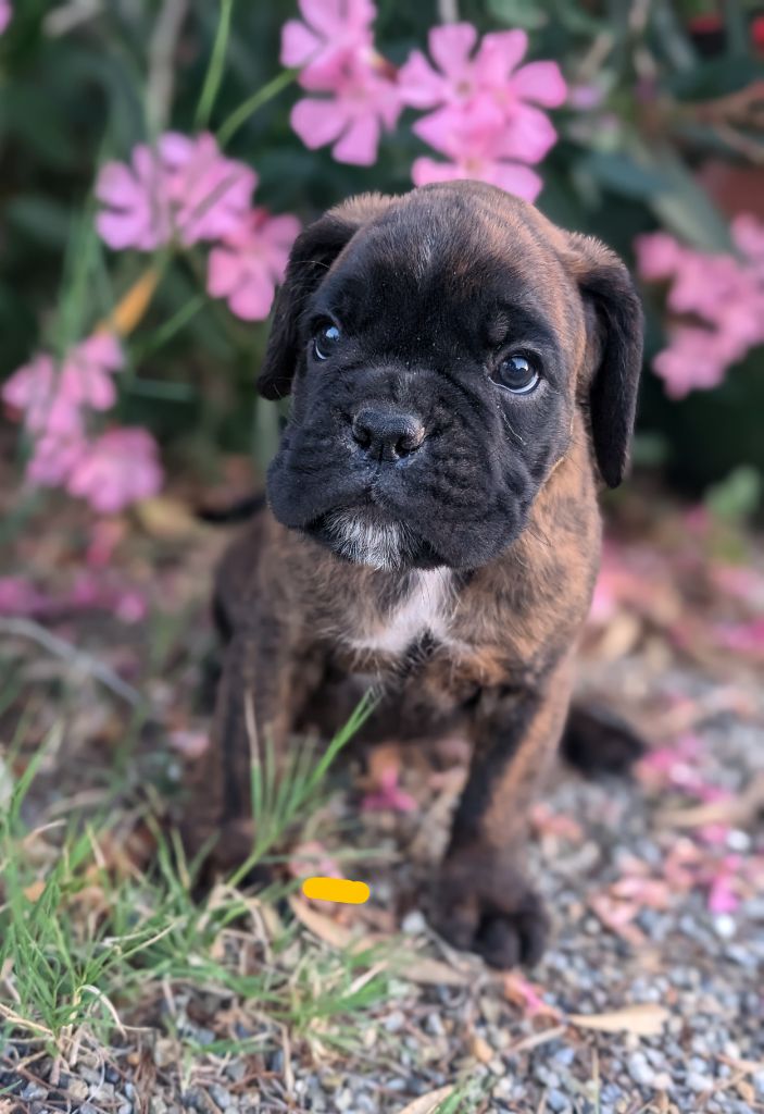 des Pitchoucas de Lacapelette - Chiots disponibles - Boxer