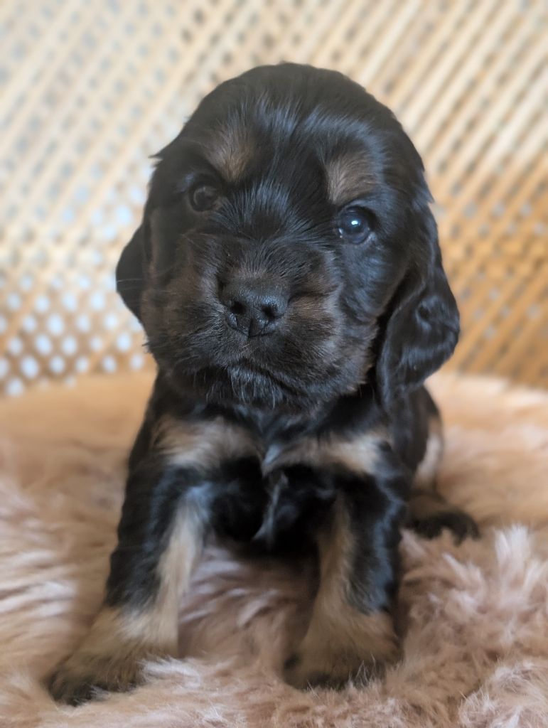 des Pitchoucas de Lacapelette - Chiots disponibles - Cocker Spaniel Anglais