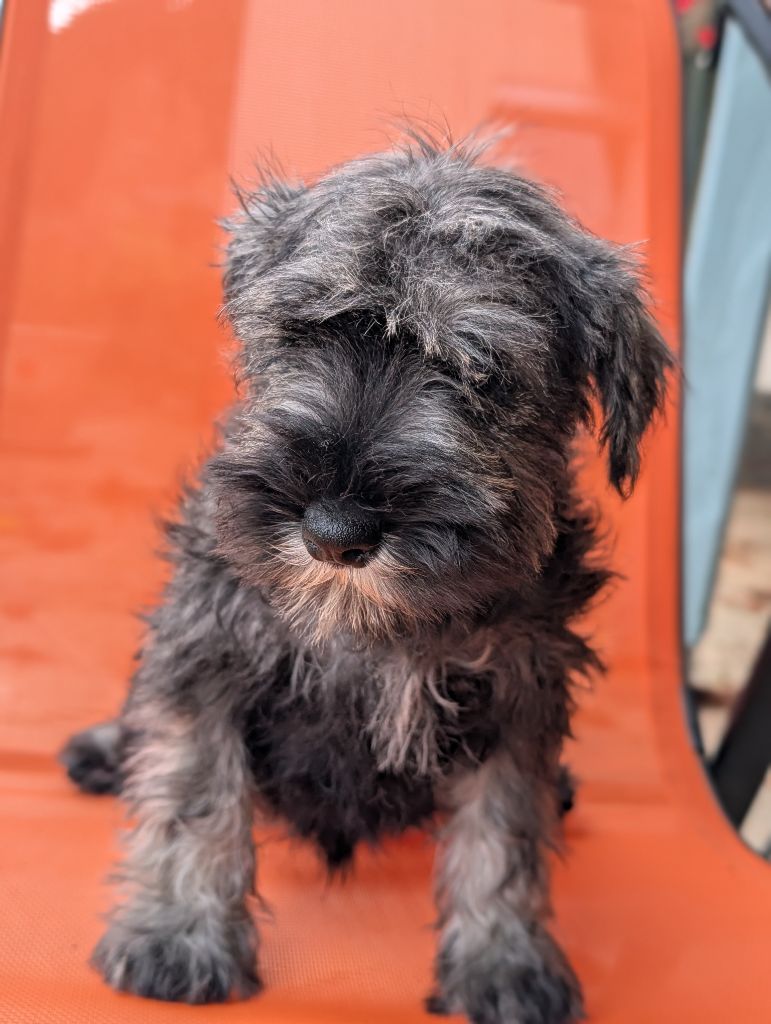 des Pitchoucas de Lacapelette - Chiots disponibles - Schnauzer miniature
